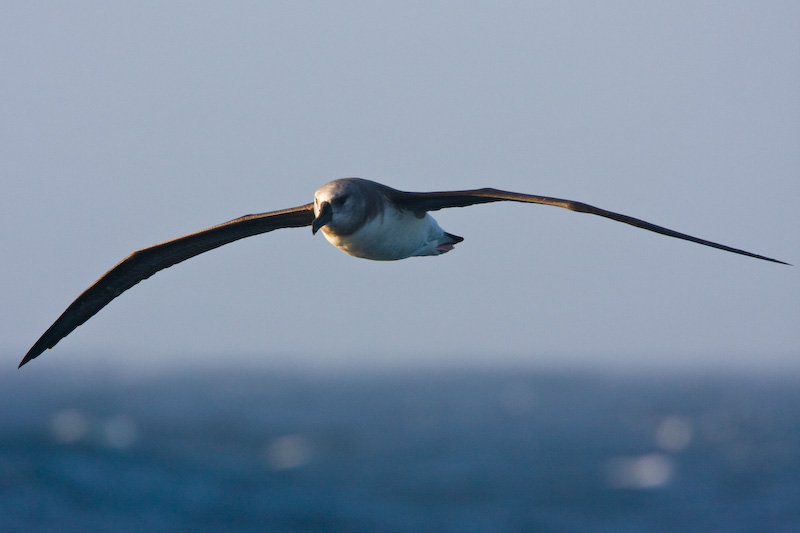 Gray-Headed Albatross In Flight